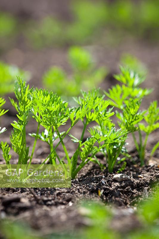 Emerging foliage of Carrot 'Yellowstone' seedlings