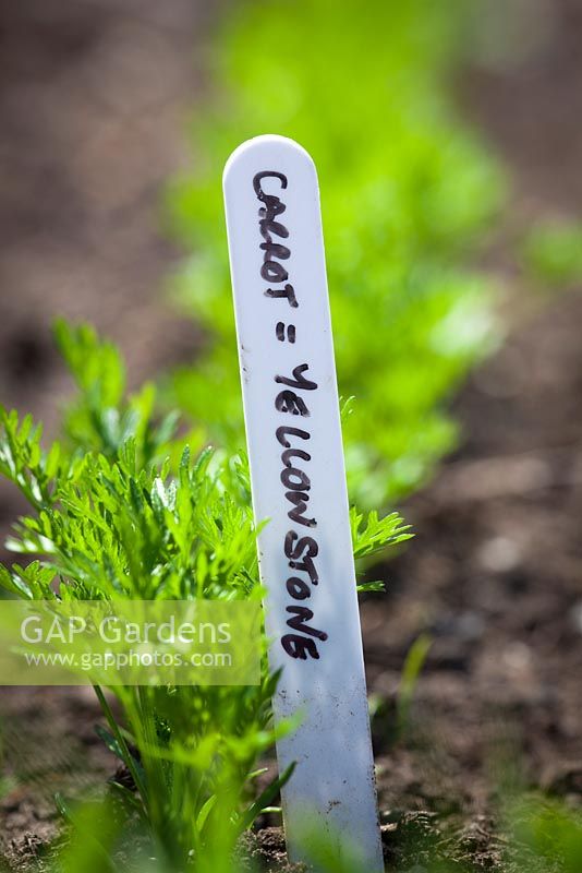 Line of emerging foliage of Carrot 'Yellowstone' seedlings with white label. Daucus carota