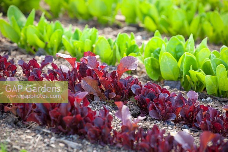 Rows of young Lettuce 'Red Salad Bowl' seedlings and Spinach. Latuca sativa