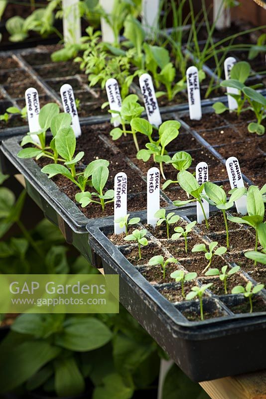 Trays of young annual seedlings growing in plastic seed tray modules in the greenhouse. Including zinnias, stock and sunflowers