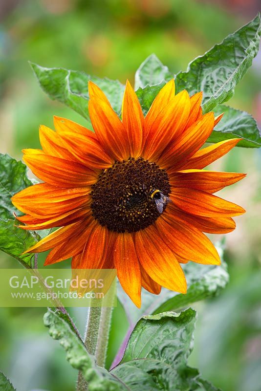 Helianthus 'Red Sun'. Sunflower with bee. 