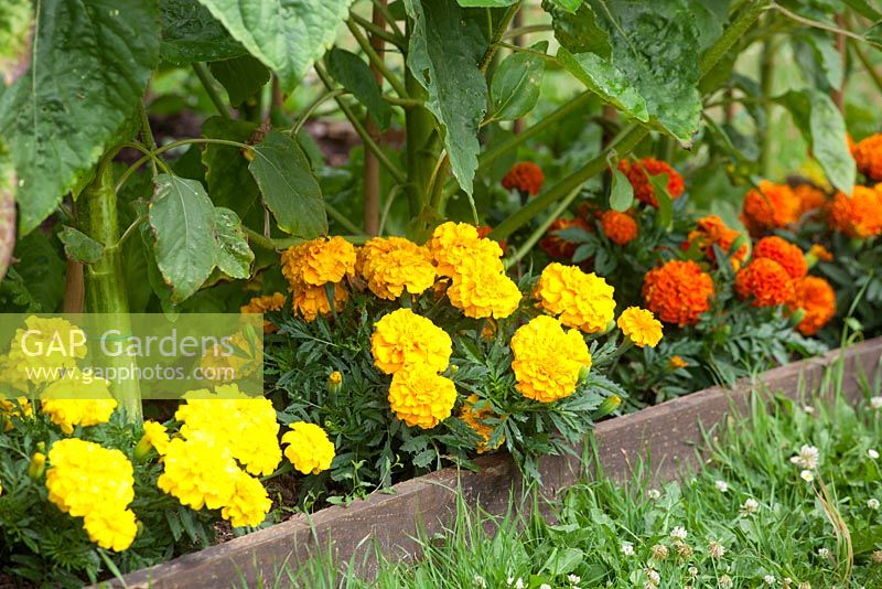 Calendula officinalis, marigold. Organic pest control. Calendulas grown as companion planting along the edge of a sunflower bed to attract aphids and bugs away from main plants. 