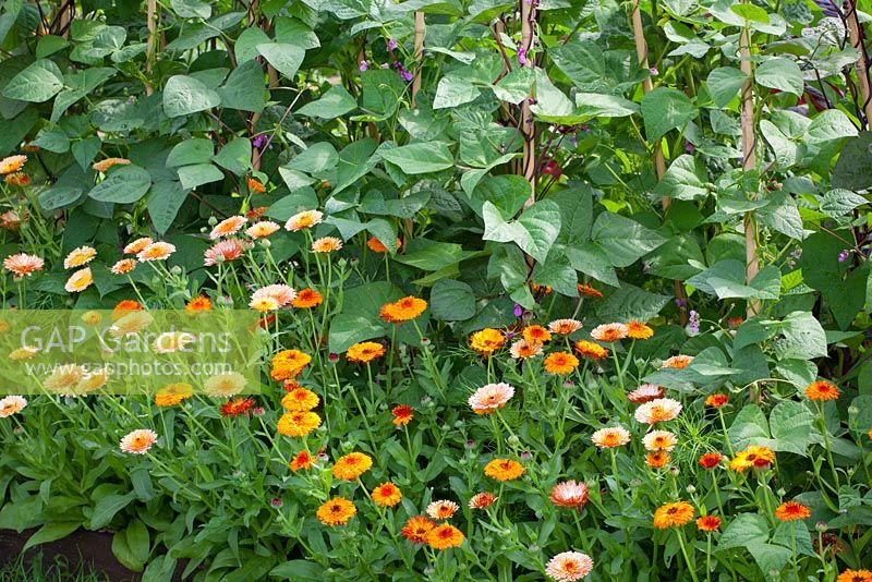 Organic pest control. Companion planting of Calendula 'Flashback' growing at the base of beans. Marigolds attract aphids and bugs away from crops.