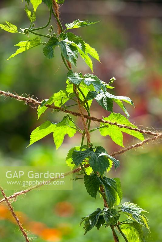 Humulus lupulus 'Fuggles' - Hops trained up astring