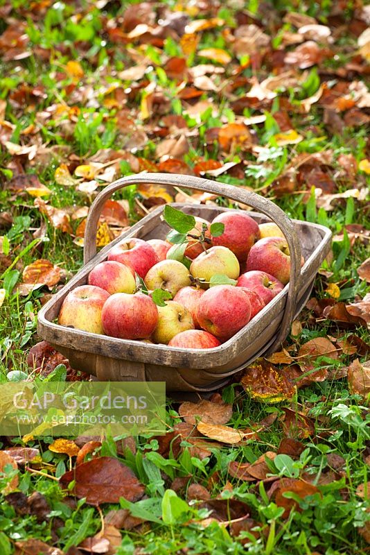 Trug of harvested apples amongst autumn leaves. Malus domestica