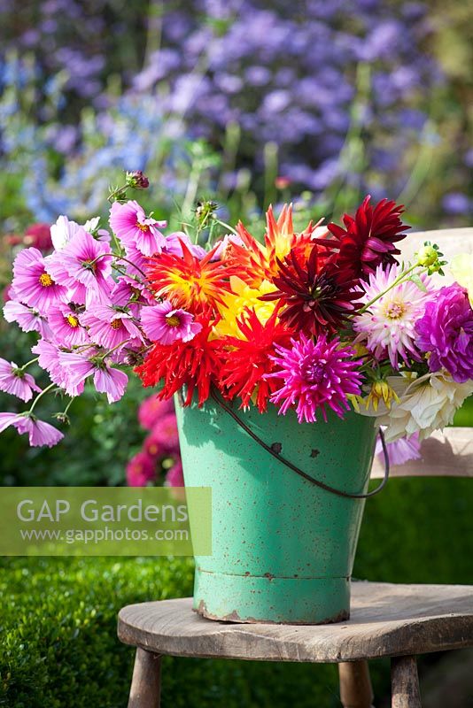 Bucket of cut autumn flowers ready to arrange. Dahlias and cosmos