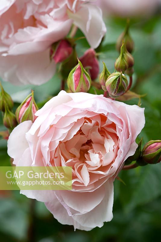 Rosa The Generous Gardener - 'Ausdrawn' AGM
