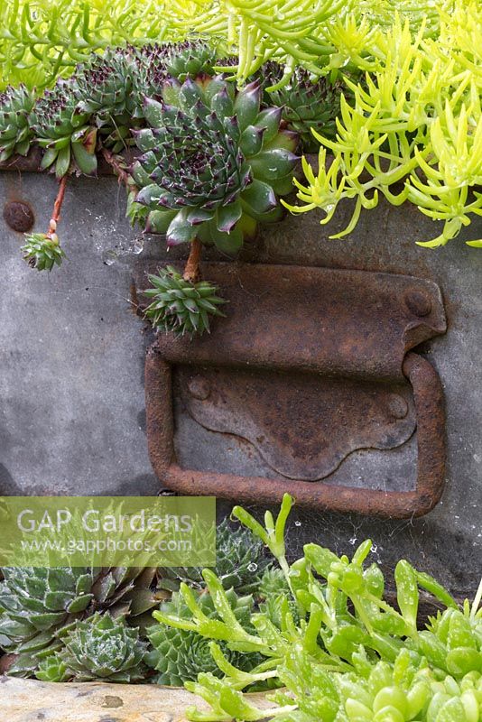 Trailing Succulents planted at the edge of the metal container