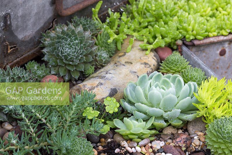 A variety of Succulents planted in metal container, with decorative stones and gravel mulch