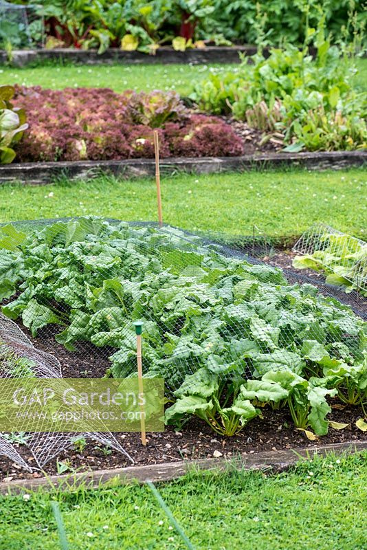 In a kitchen garden, a row of Beetroot 'Boldor' netted against pests