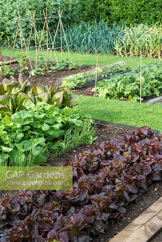 In raised beds in kitchen garden, rows of lettuce, salad onions and radishes.