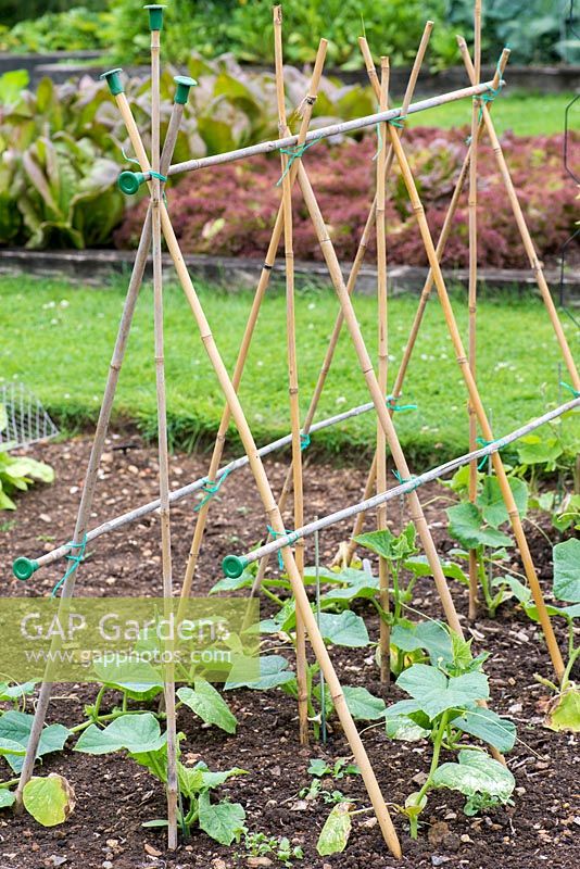 Small gherkin plants, starting to climb up a cane support