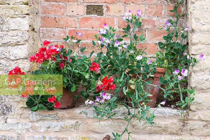 Lathyrus odoratus 'Teresa Maureen' - right and 'Villa Rosa' in terracotta containers