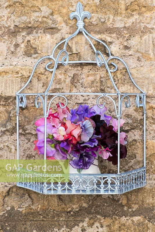 Arrangement of fragrant sweet peas.