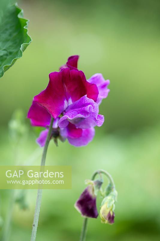 Lathyrus odoratus 'Purple Pimpernel', Spencer sweet pea, a climbing annual flowering from June
