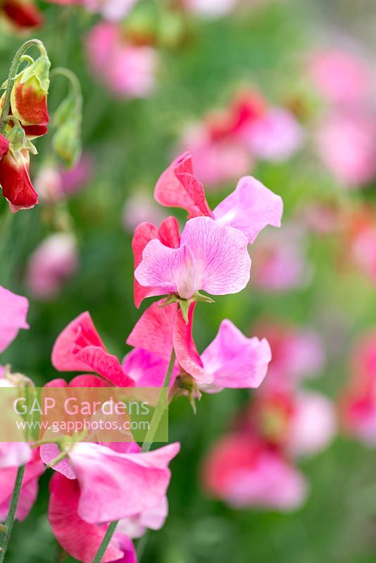 Lathyrus odoratus 'Duo Salmon', Spencer sweet pea, a climbing annual flowering from June