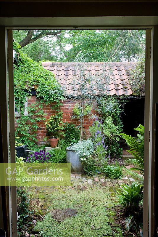 Secret courtyard garden from dining room french doors. Completely concealed by buildings. Olea europaea, olive tree, in central pot. Violas to left, Salvia to right. Parthenocissus quinquefolia - virginia creeper climbing over roof.