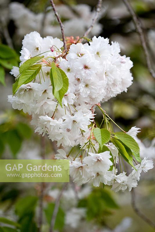 Prunus 'Shogetsu' - syn. Prunus serrulata 'Longipes', flowering cherry