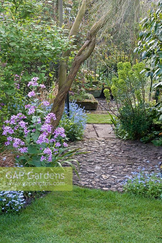 Cobbled path from beach pebbles leading towards house. Perennial wallflower Erysimum 'Bowles' Mauve', brown Carex and Myosotis alpestris - forget-me-not in foreground. Euphorbia characias subsp. wulfenii on corner
