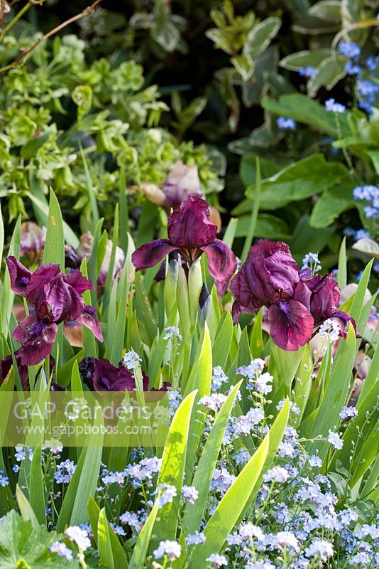 Iris 'Cherry Garden' with Myosotis alpestris - forget-me-not in spring border