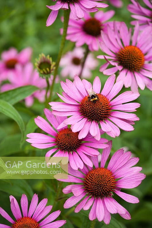 Echinacea purpurea 'Magnus'