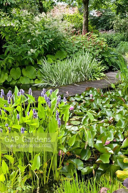 Pond area with Pontederia cordata and Nymphaea - water lily, Iris pseudocorus 'Variegata',