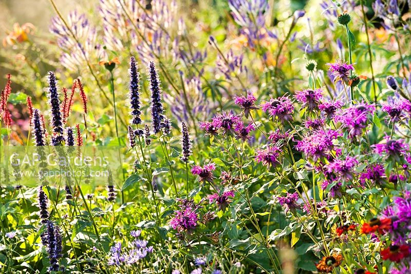 Summer border with Agastache 'Black Adder', Monarda 'Scorpion', Persicaria aplexicaurus 'Firetail', Veronicastrum virginicum 'Fascinatium', Leonotis nepetifolia and Helenium.