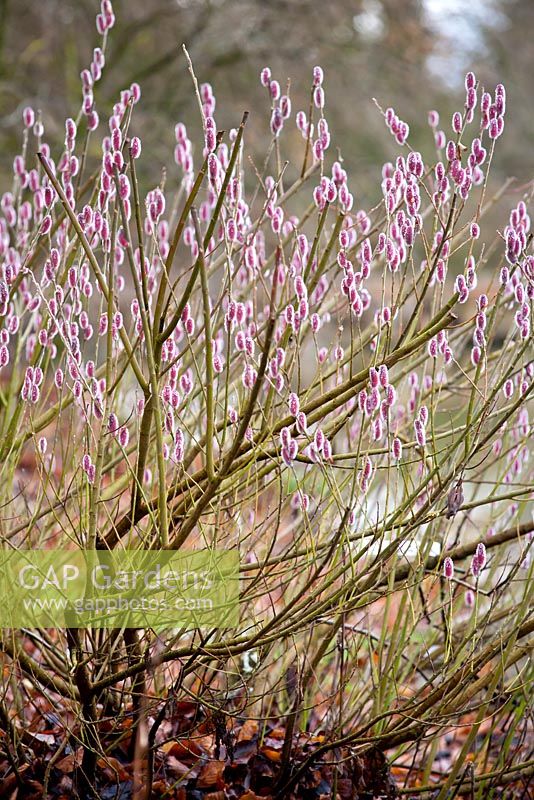 Salix chaenomeloides 'Mt Aso' - Pink Pussy Willow 