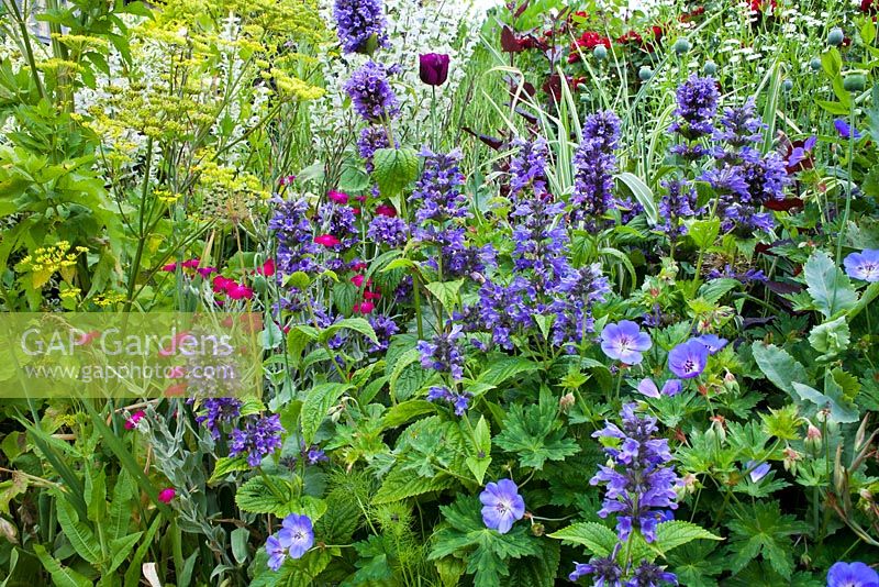 Mixed summer border in July with Nepeta subsessilis, Lychnis coronaria, Geranium Buxton's Variety, Foeniculum vulgare, Tulip, Poppy.