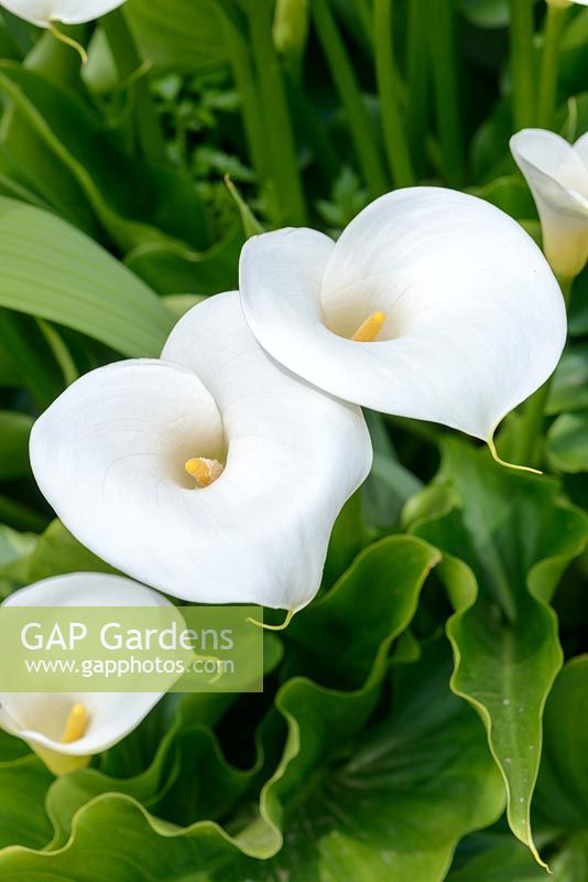 Zantedeschia aethiopica