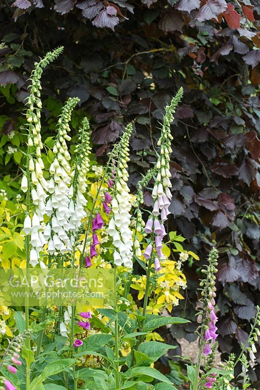 Digitalis purpurea and Digitalis purpurea 'Alba' with Philadelphus coronarius 'Aureus' and Corylus maxima 'Purpurea'