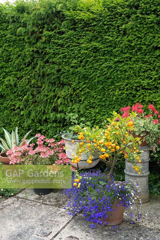 x Citrofortunella microcarpa in container on patio with lobelia and pelargoniums. Citrus x microcarpa - calamondin. Yew hedge. Reclaimed chimney pot and cast iron cauldron on stand. Agave.