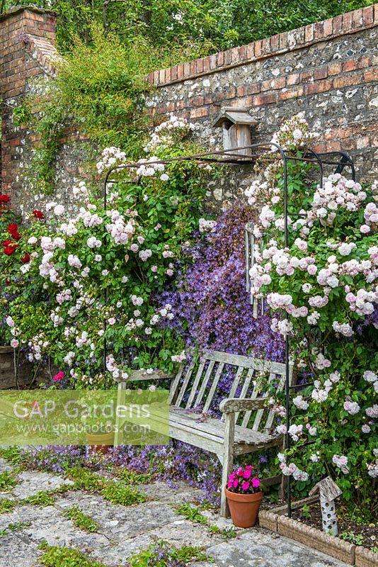 Rosa 'Blush Noisette' trained around seat next to wall with Campanula poscharskyana gowing in paving and clinging to wall.