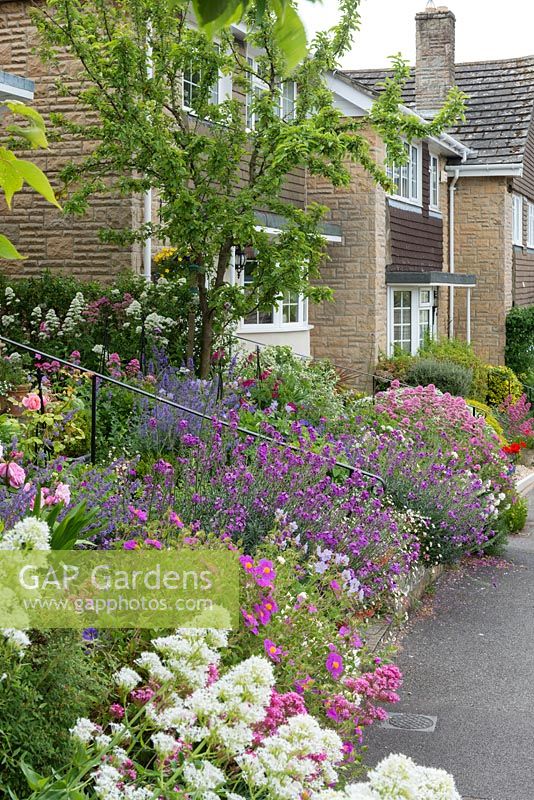 View along steeply sloping front gardens with Centranthus ruber, pinks, cistus, nepeta, Erysimum 'Bowles's Mauve', geraniums and roses.