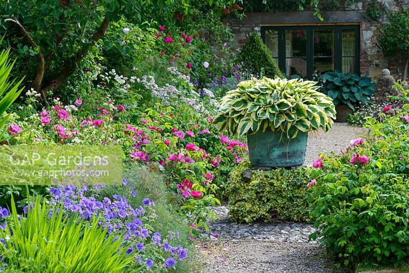 View along border with Geranium x magnificum, Rosa gallica var. officinalis, bronze fennel, astrantias and Crocosmia foliage. Variegated hosta in old copper on raised plinth covered with ivy.