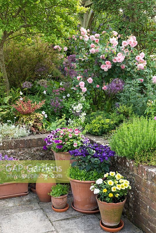 Bedding plants in terracotta containers grouped in corner of terrace. Petunias, heliotrope, mimulus, lobelia, verbena, bacopa, nemesia and bidens