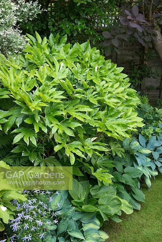 Fatsia japonica 'Variegata' in shady border with hostas and Isotoma axillaris 'Blue Star'