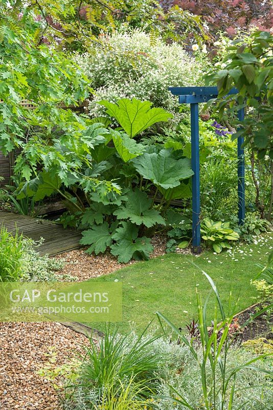 Gunnera manicata beside sunken pond in town garden with blue pergola and Salix integra 'Hakuro Nishiki'