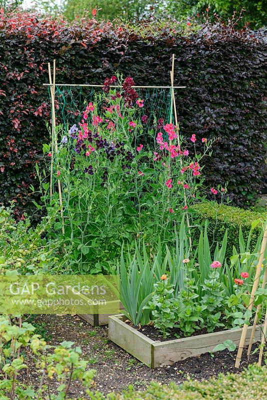 Old fashioned sweet peas trained on bamboo frame with plastic netting. Copper beech - Fagus sylvatica 'Atropunicea' hedge.