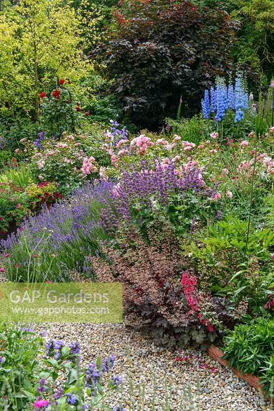 Mixed border with lavender, heuchera, pink rose, Rosa 'Dublin Bay', Salvia verticillata 'Purple Rain', delphiniums, Knautia macedonica, phygelius