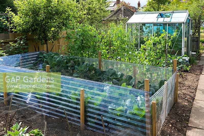 Well tended vegetable garden. Brassicas with bird protection. Row of peas. Small aluminium greenhouse