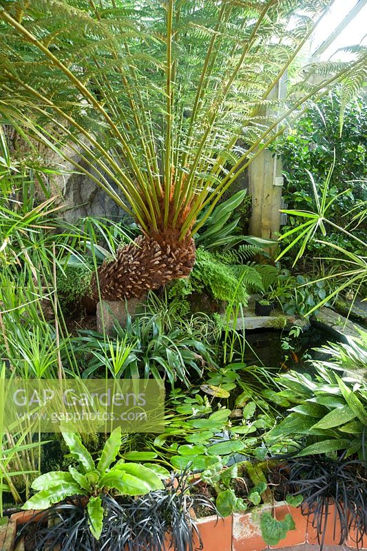 Conservatory built between the house and the rocky outcrop behind it, is home to a range of plants that would not survive in the open garden including a tree fern, Dicksonia antarctica, Cyperus involucratus and aspidistras. Windy Hall, Windermere, Cumbria, UK