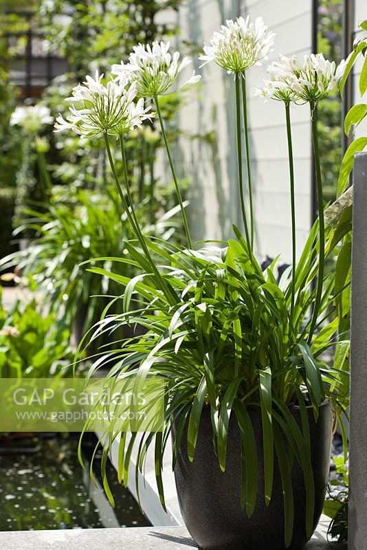 Agapanthus orientalis White in pot. Family Fabry - Mathijs. Belgium