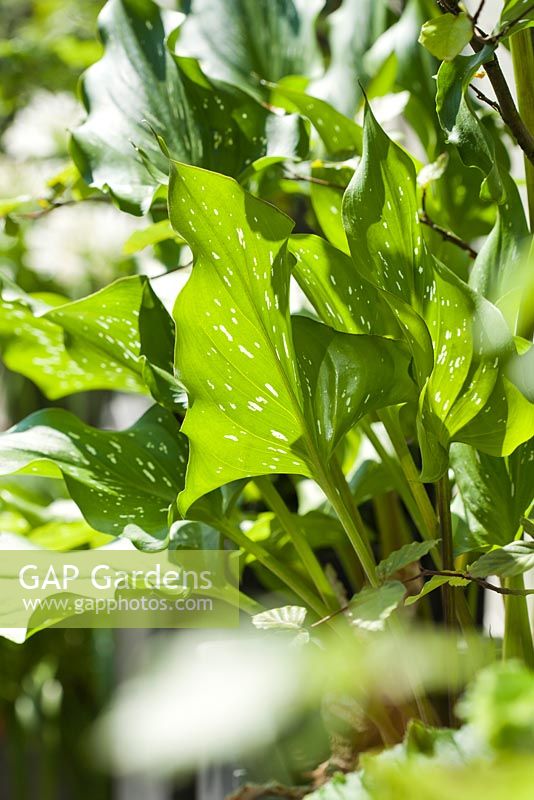 Hosta in pot. Family Fabry - Mathijs. Belgium