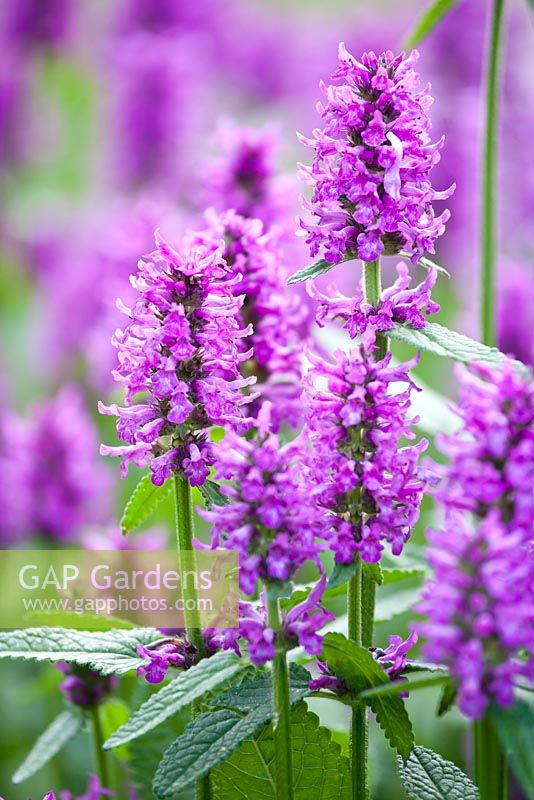 Stachys monnieri 'Hummelo'. Jaap de Vries. Jakobstuin. The Netherlands