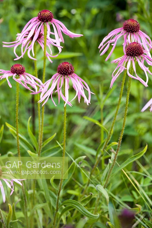 Echinacea pallida. Coneflower. Jaap de Vries. Jakobstuin. The Netherlands