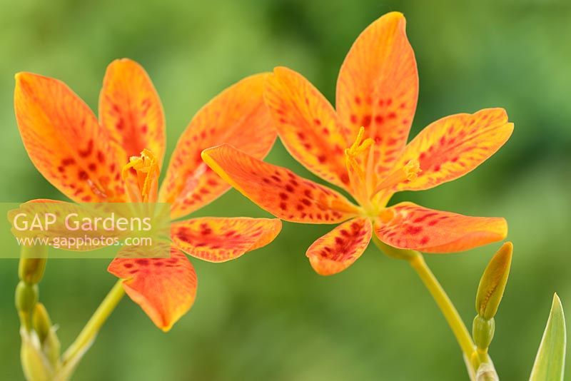 Iris domestica - Blackberry lily, syn. Belamcanda chinensis - Leopard Lily  