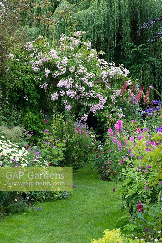 A grass path through double herbaceous borders with cottage style plants including aconites, feverfew, leucanthemum, centaurea, hardy geranium, prairie mallow and tobacco plant. At the far end Rosa 'Belvedere' rambling over a pergola.