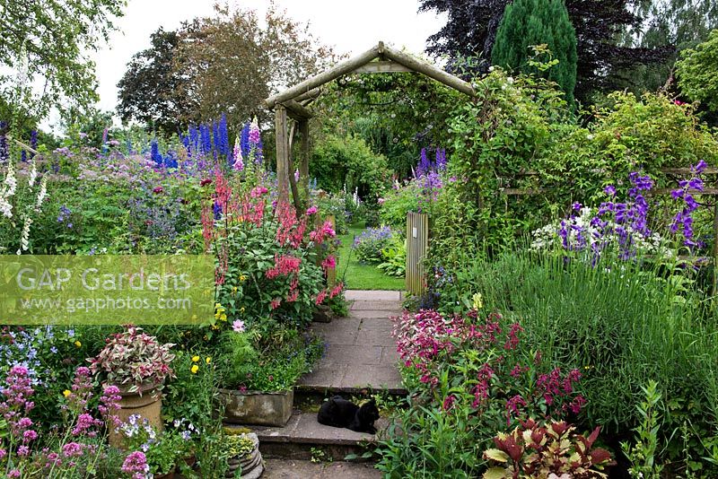 A cottage garden with path leading to rustic wooden arch, inbetween borders of phygelius, cosmos, penstemon, campanula, delphinium, foxglove, thalictrum, viola, valerian, lavender and astrantia. Fuchsia 'Tom West' in an old chimney pot, and Bibby the cat on the step.