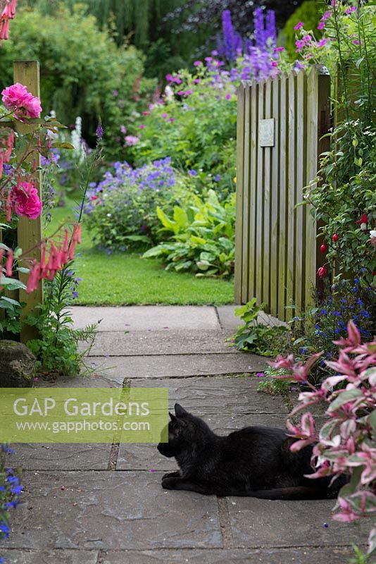 Bibby the cat on the path in a cottage garden.